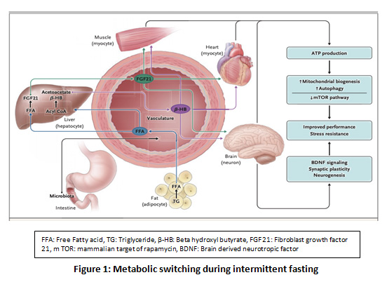 How intermittent fasting affects metabolism and fat burning