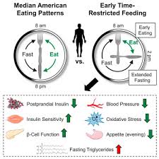 How intermittent fasting affects metabolism and fat burning