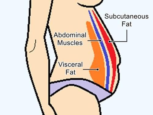 The Hazards of Abdominal Fat: Understanding the Types and Risks